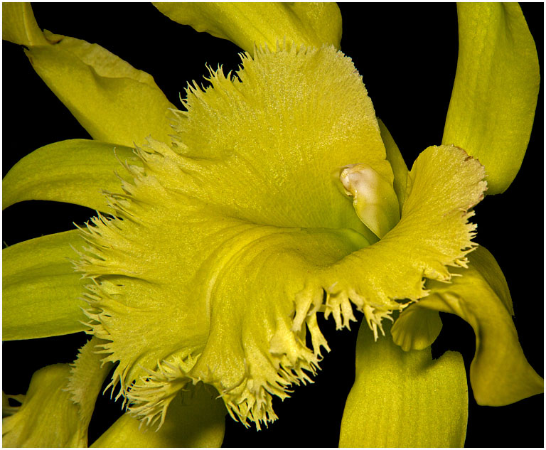 Rhyncholaelia digbyana no 1 pres s